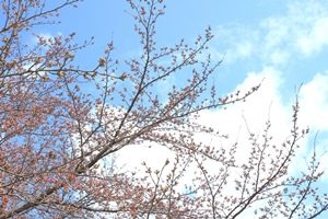 桜２ブログ