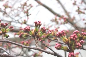 20180329桜の蕾