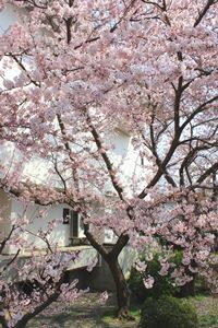 美術館桜①2018 - ブログ用