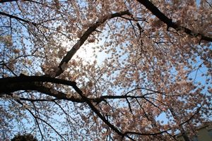 美術館桜③2018  ブログ