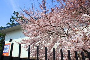 美術館桜②2018  ブログ